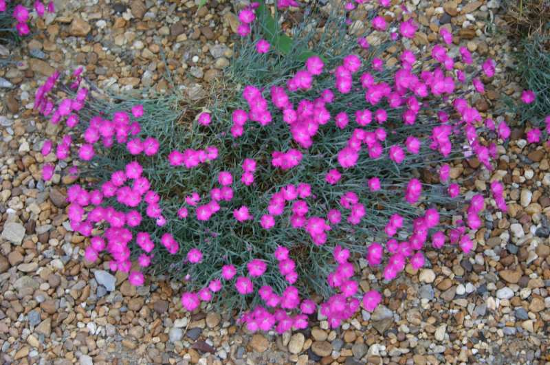 A dense mound of Cheddar Pink flowers, featuring bright magenta blooms scattered over fine, silvery-green foliage, growing in a rocky garden bed.
