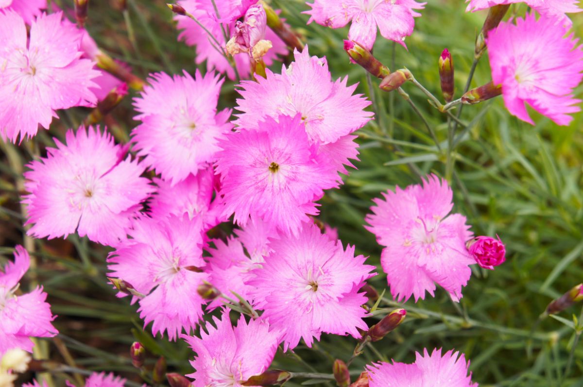closeup of cheddar pink flowers in a garden