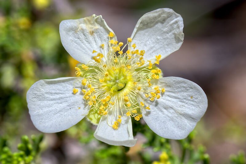 close up photo of Cliffrose