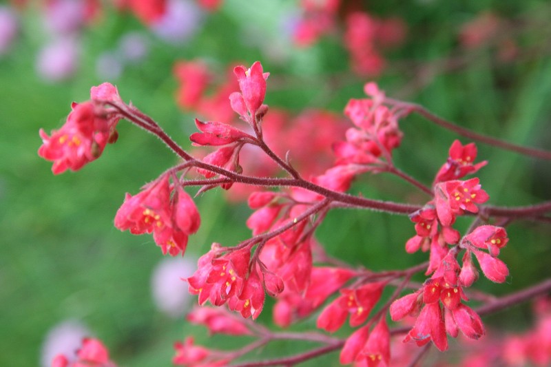 Close-up of vibrant pinkish-red Coral Bells flowers with tiny yellow centers, blooming in clusters on thin, fuzzy stems against a blurred green background.