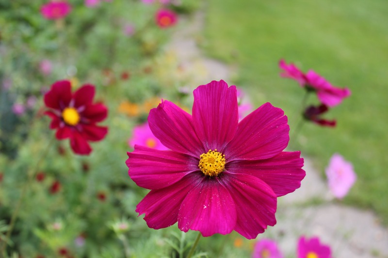 Bright magenta cosmos flower with yellow center blooming in a garden, surrounded by other blurred flowers.