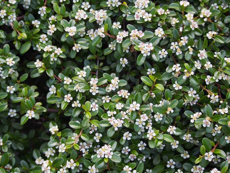 A dense mat of cotoneaster with small, glossy dark green leaves and clusters of tiny white flowers spread across the shrub.