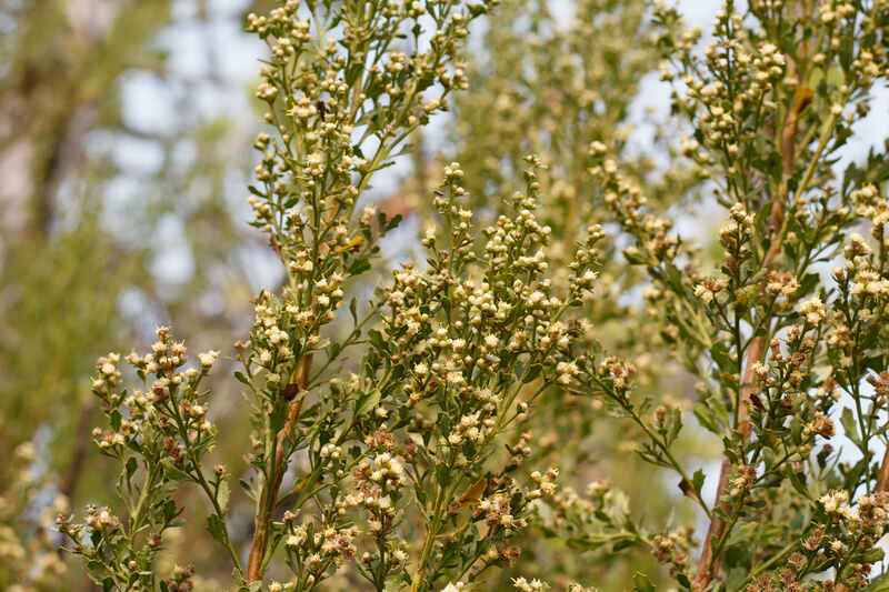 White blooming staminate discoid head inflorescences of Coyote Bush