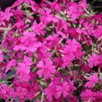 A dense cluster of bright magenta creeping phlox flowers in full bloom, featuring five-petaled blossoms with small red centers, surrounded by slender green leaves and stems.