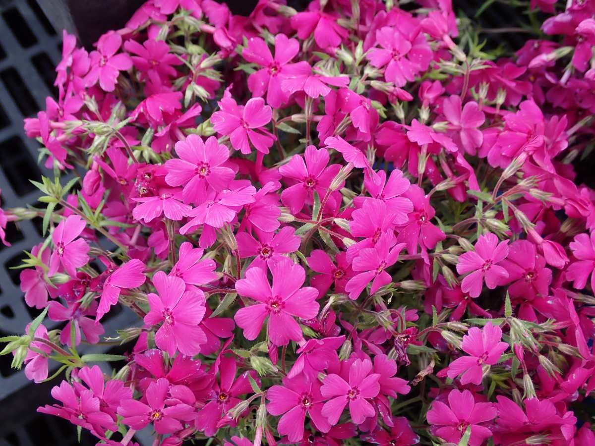 A dense cluster of bright magenta creeping phlox flowers in full bloom, featuring five-petaled blossoms with small red centers, surrounded by slender green leaves and stems.