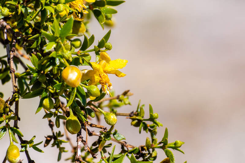 A close-up shot of a creosote bush with bright yellow flowers and small green buds against a blurred background.