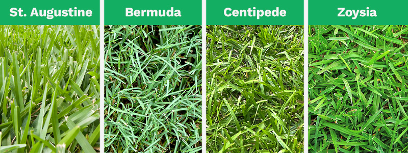 A combined image shows the 4 most popular types of grass in Dallas, Texas: St. Augustine, Bermuda, Centipede, and Zoysia.
