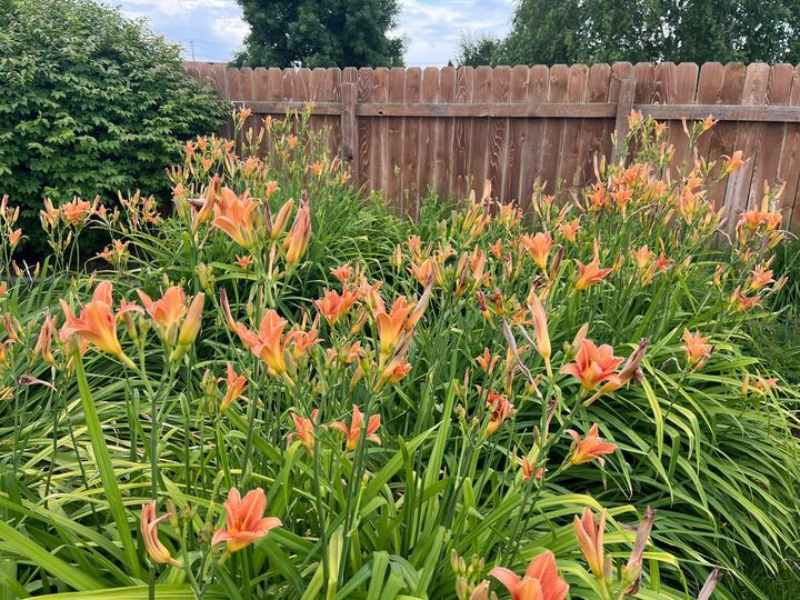 A garden bed filled with vibrant orange daylilies in full bloom, surrounded by long, arching green leaves, with a wooden fence and lush greenery in the background.