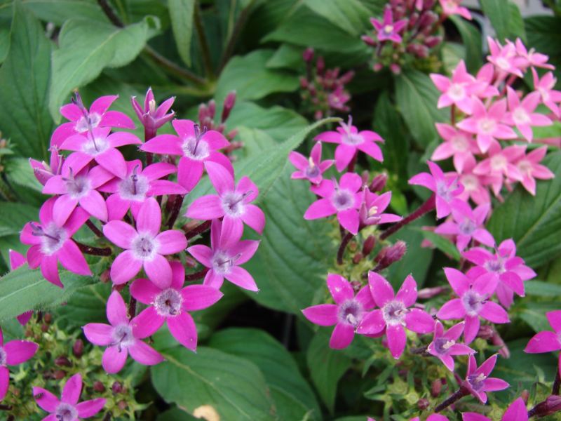 Clusters of pink Egyptian starflowers with five-pointed petals and green leaves filling the background.
