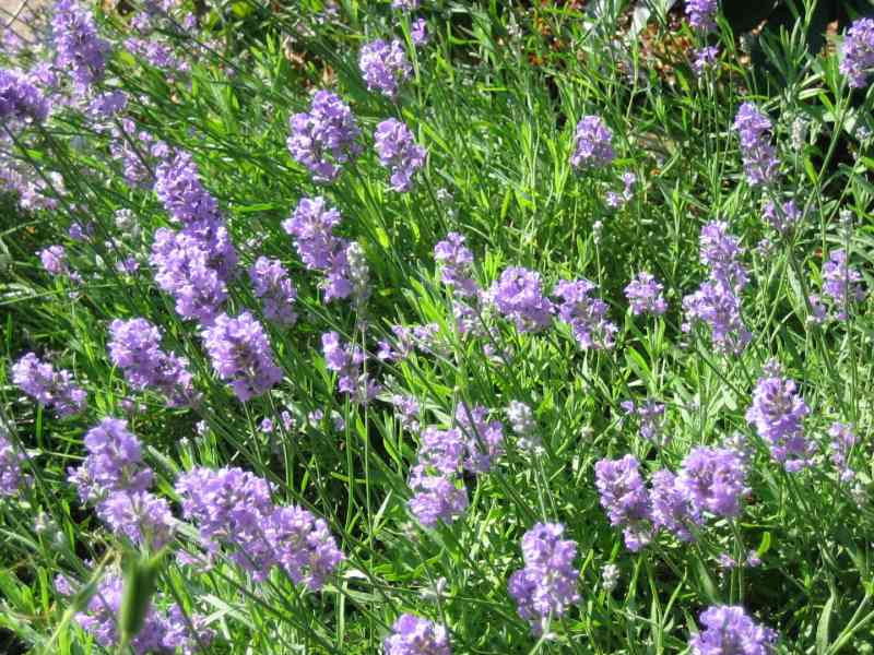 A lush patch of English Lavender with soft purple flower spikes rising above slender green leaves, bathed in sunlight.