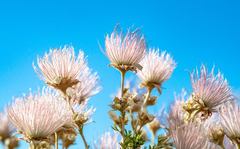 close up image of flowers of Apache Plume
