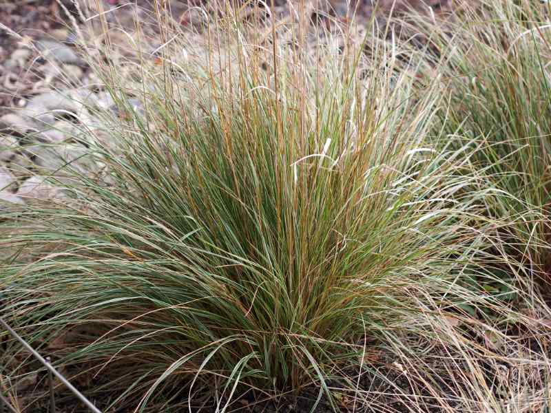 A dense tuft of Feather Reed Grass with slender, upright green and tan blades, growing in a naturalistic garden with a rocky, earthy ground.