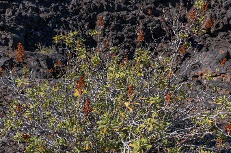 close up image of Fernbush