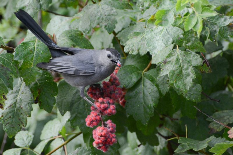 A Gray Catbird eating red berries of Fragrant Sumac (Rhus aromatica)