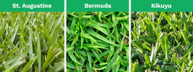 A combined photo shows close-up images of St. Augustine, Bermuda, and Kikuyu grasses.