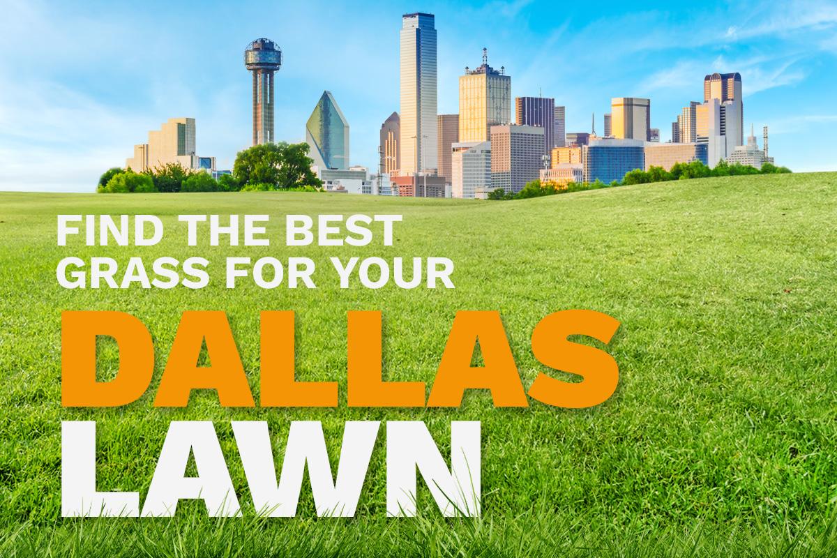An illustrative image shows the skyline of Dallas, Texas, in the distance behind a lush, green lawn.