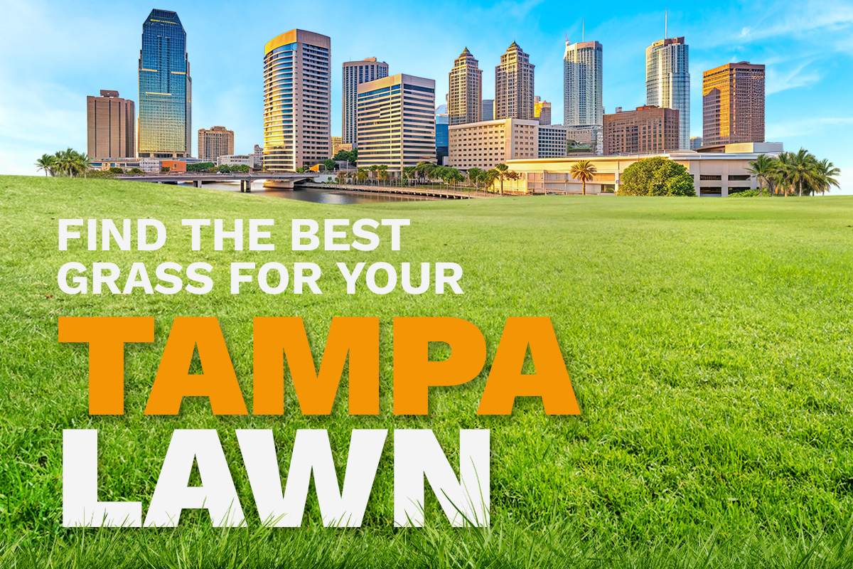An illustrative image shows the skyline of Tampa, Florida, in the distance behind a lush, green lawn.