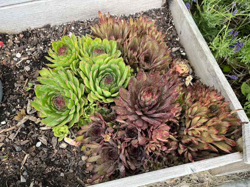A wooden raised garden bed containing a cluster of succulent plants known as hens and chicks, with green and reddish-purple rosettes growing closely together in soil.