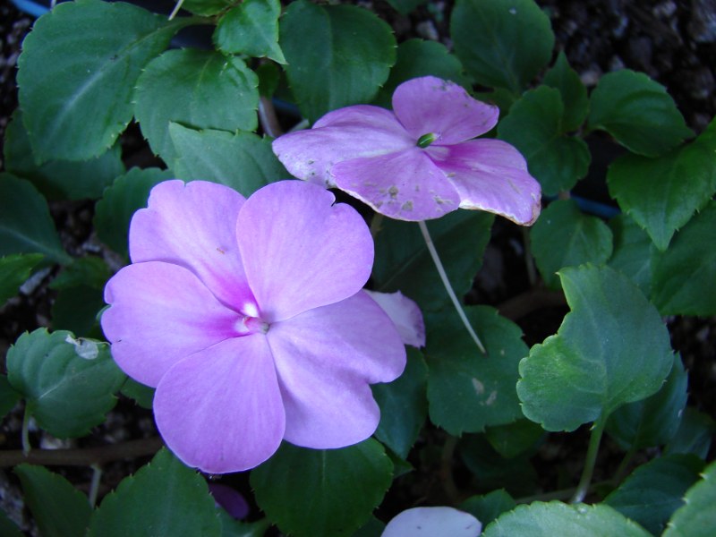 Two soft pink impatiens flowers growing among dark green leaves in a shaded garden bed.