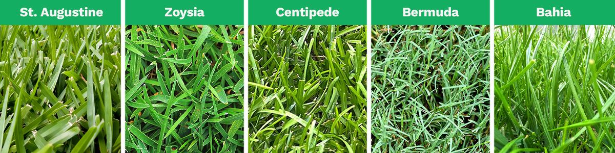 A combined image shows the 5 most popular types of grass in Dallas, Texas: St. Augustine, Zoysia, Centipede, Bermuda, and Bahia.
