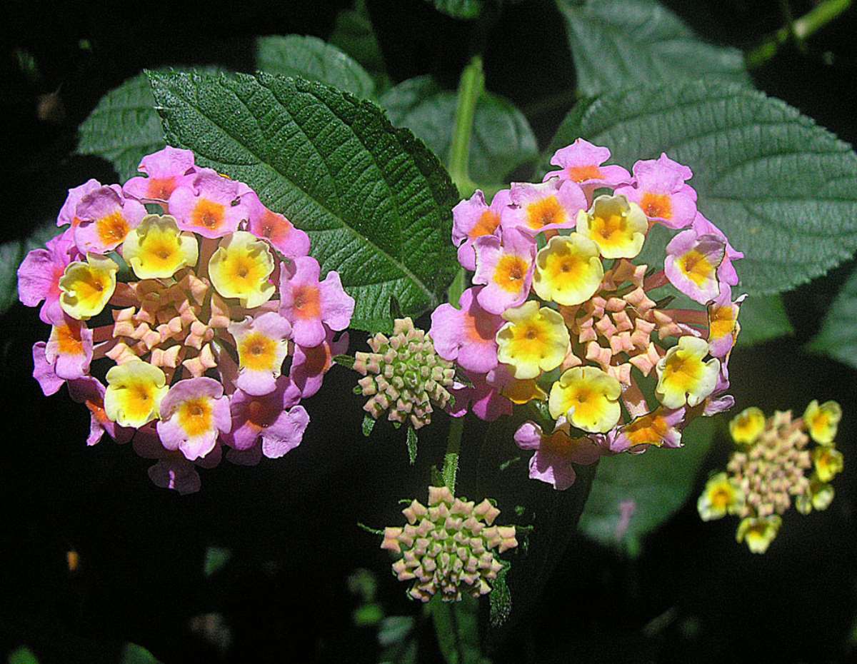Colorful Lantana camara blooms with yellow, pink, and orange florets clustered against dark green foliage.