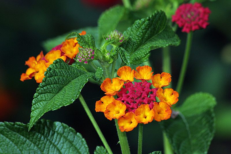 Colorful lantana flower cluster with yellow and red blooms surrounded by textured green leaves.