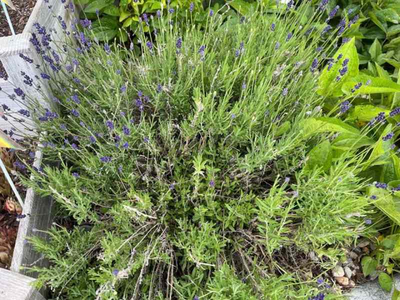 A densely growing lavender bush with tall, slender green stems and small purple flower spikes, bordered by a wooden planter and other green foliage.