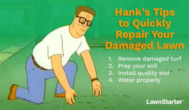 Hank Hill is bent down on one knee looking at his lawn. Included on the image is text that reads, "Hank’s Tips to Quickly Repair Your Damaged Lawn" and "Remove damaged turf, Prep your soil, Install quality sod, Water properly."