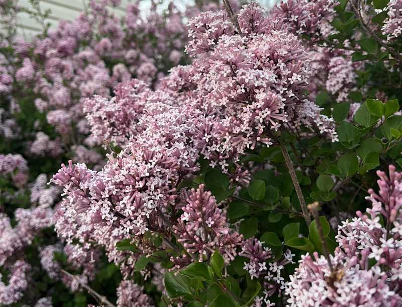 A profusion of blooming lilac flowers in shades of pink and light purple on leafy green shrubs, creating a lush and fragrant scene near a house wall.