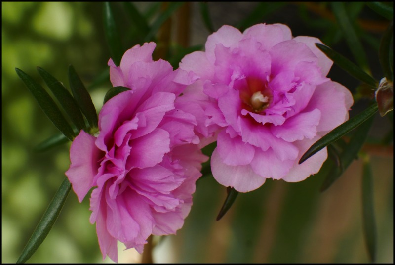 Pair of pink moss rose blooms with delicate petals and slender green leaves in soft lighting.