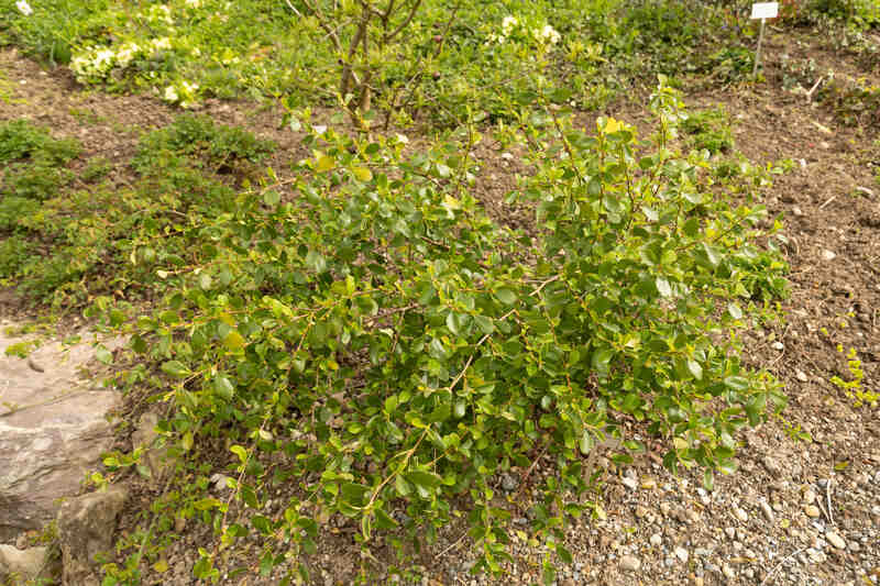 mountain mahogony plant with soil in the background