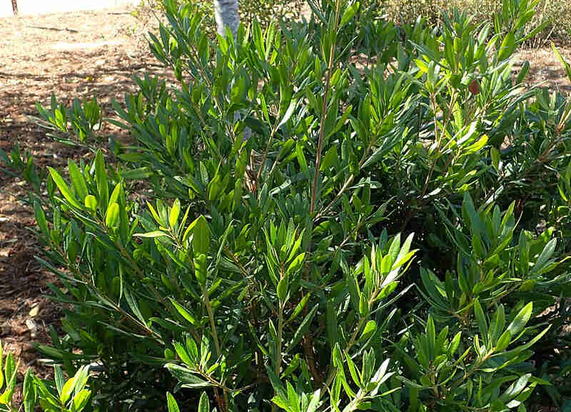 close up image of Pacific Wax Myrtle