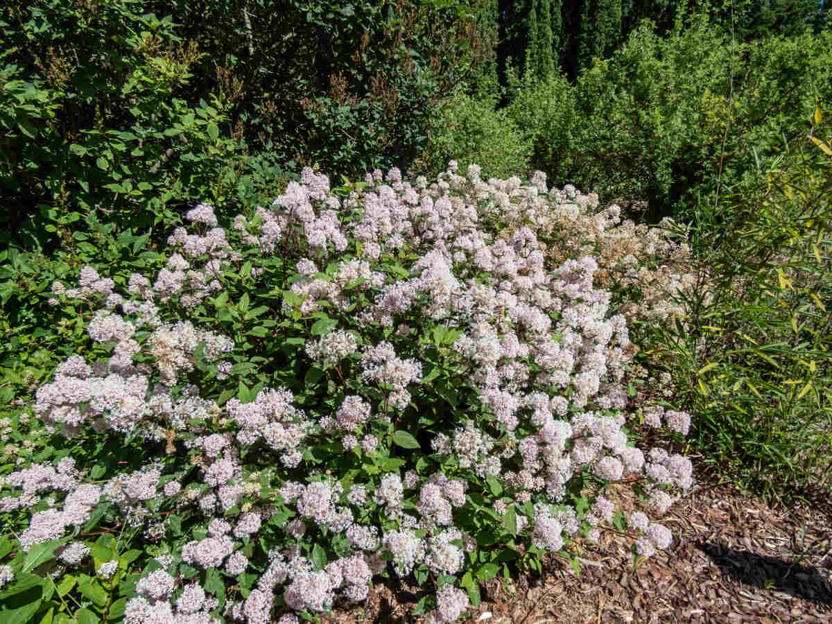A blooming New Jersey Tea shrub (Ceanothus americanus) displays clusters of delicate, pale pink flowers in a sunny garden setting.