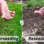 side by side image of overseeding and reseeding
