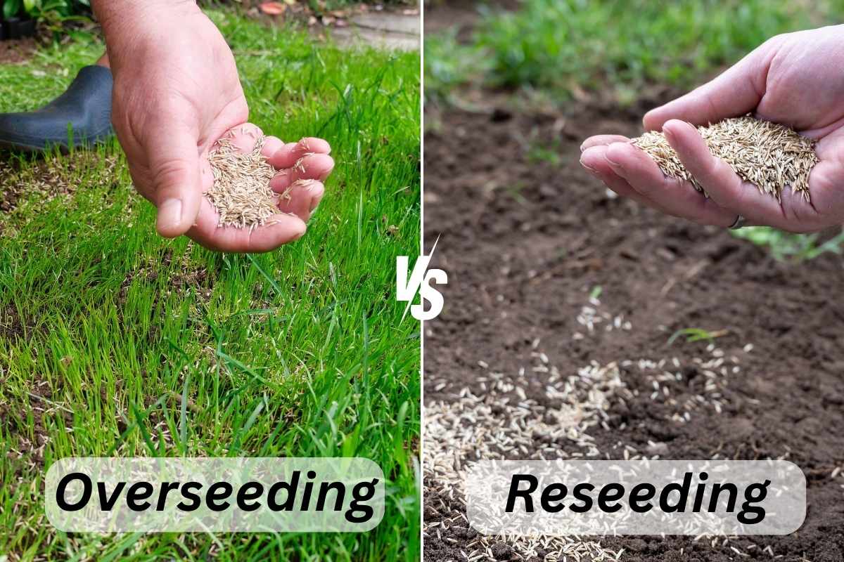 side by side image of overseeding and reseeding