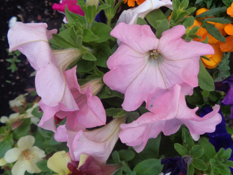 Cluster of light pink petunias with ruffled petals surrounded by green leaves and other colorful flowers.
