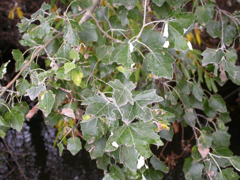 Green lobed leaves of the white poplar tree, with silvery undersides visible, growing on branches that hang over a shaded area.