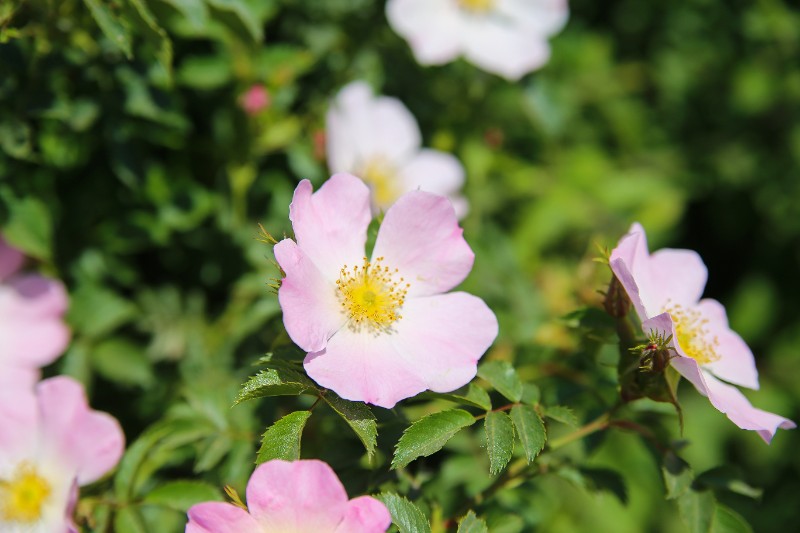 Close up of isolated pink flower head of Prairie rose (rosa setigera) with green blurred background