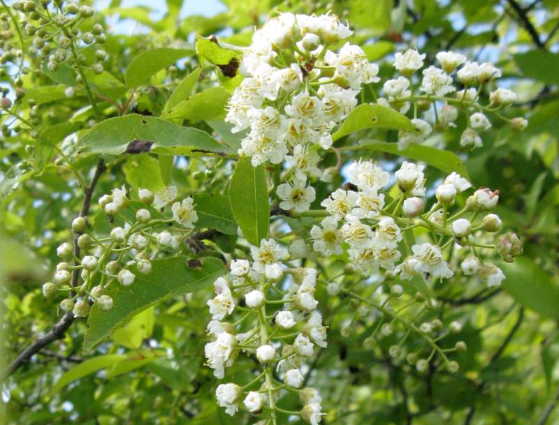 White flowering clusters of chokecherry blooming on a leafy green branch, with unopened buds and fresh spring foliage.