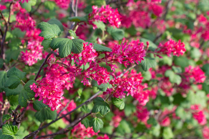 red flowers of Red-flowering currant in a garden