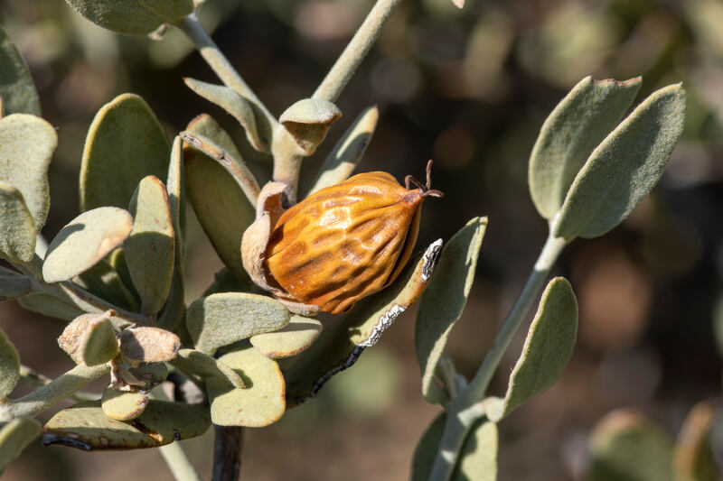 A close-up of a jojoba plant showing its oval, gray-green leaves and a mature, brown seed pod nestled among the branches