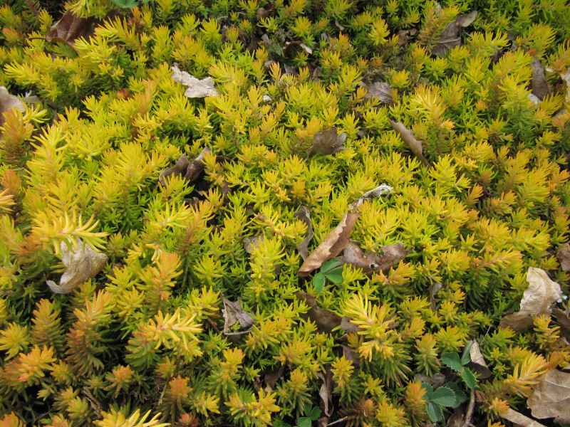 A ground cover of golden-yellow Stonecrop succulent plants with dense, spiky foliage, dotted with dried leaves.