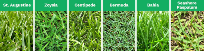 A combined image shows the 5 most popular types of grass in Tampa, FL: St. Augustine, Zoysia, Centipede, Bermuda, Bahia, and Seashore Paspalum.