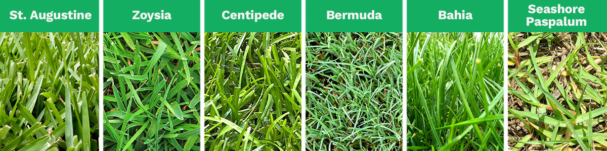 A combined image shows the 5 most popular types of grass in Tampa, FL: St. Augustine, Zoysia, Centipede, Bermuda, Bahia, and Seashore Paspalum.