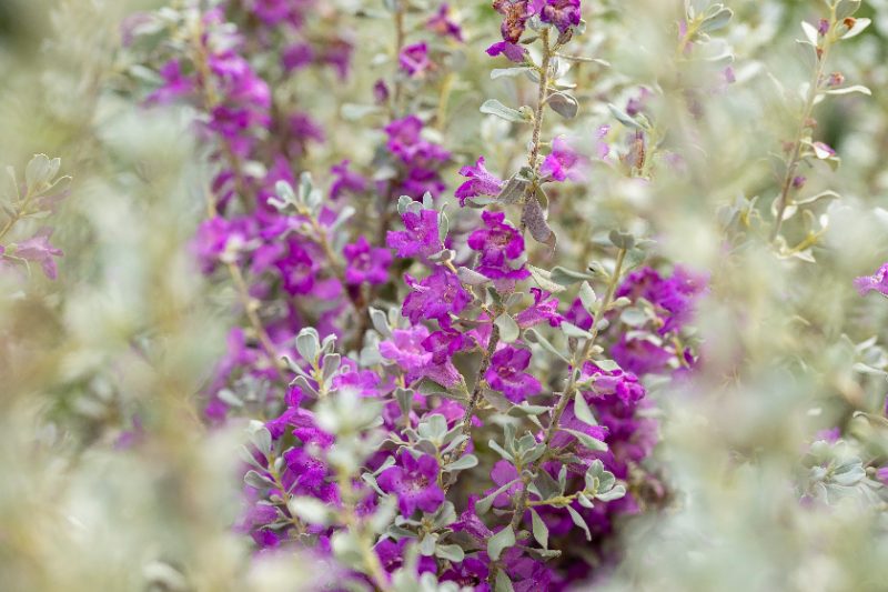 Vibrant purple flowers bloom amidst silvery foliage in this soft-focus image of a Texas Ranger shrub
