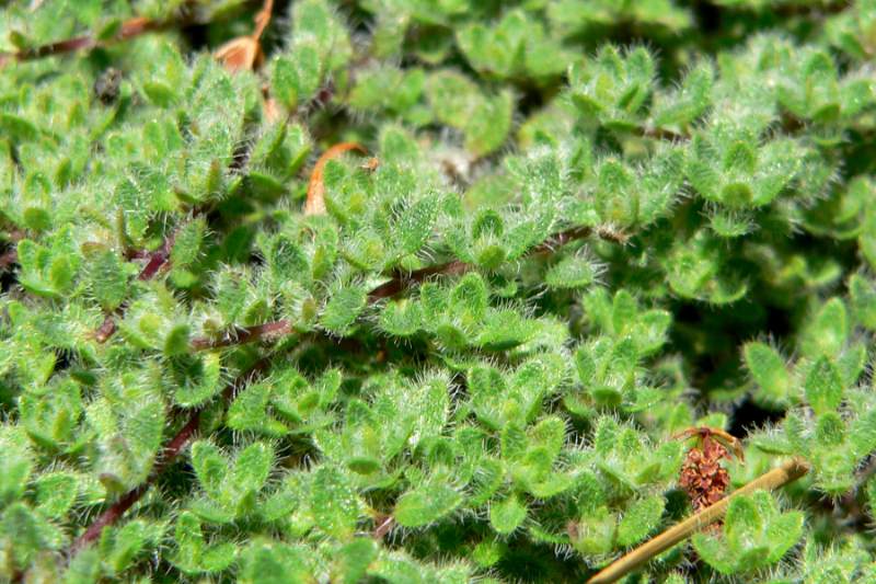 A close-up of woolly thyme ground cover showing dense, tiny, fuzzy green leaves growing low to the ground.