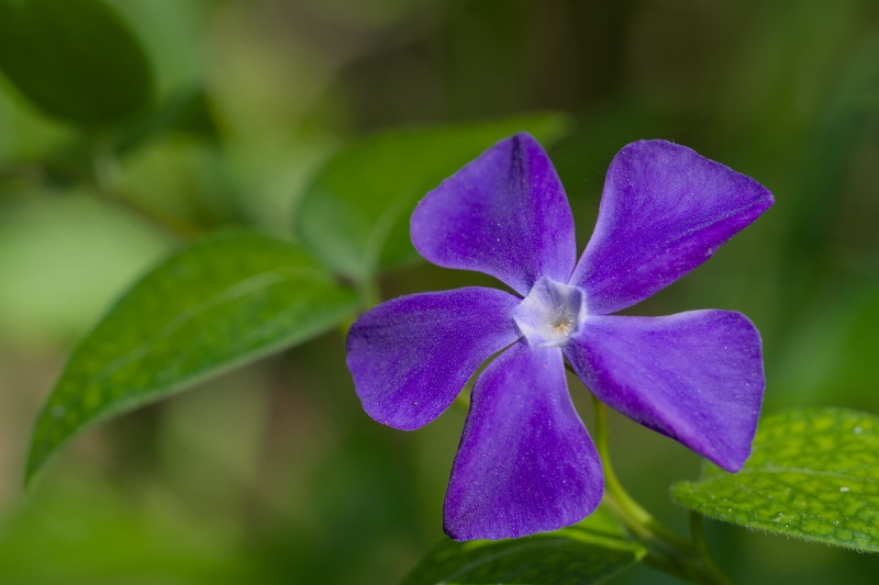 closeup of a purple colored periwinkle flower