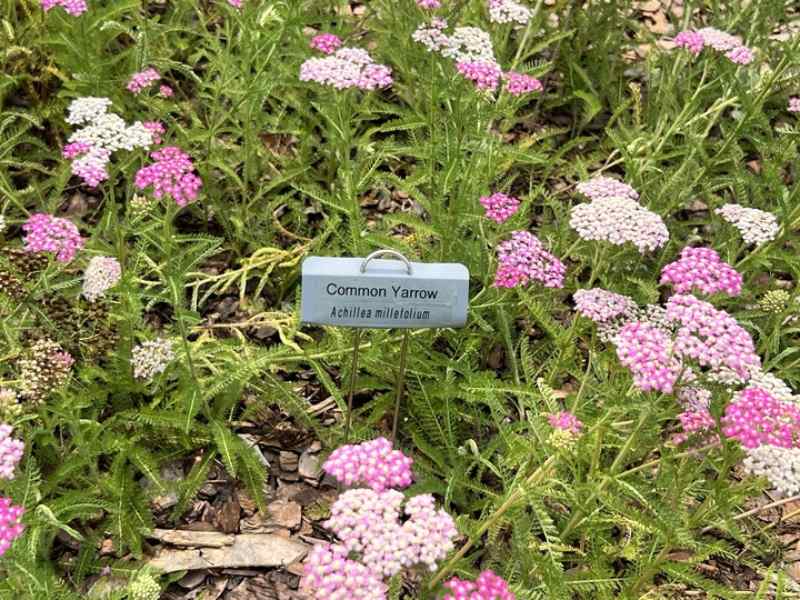 A patch of common yarrow plants featuring clusters of small pink and white flowers atop feathery green foliage, with a garden label identifying the plant as “Common Yarrow (Achillea millefolium).”