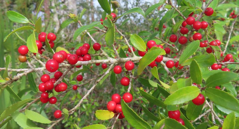 Bright red berries cluster along the slender branches of the Yaupon Holly, contrasting vividly with its glossy green leaves