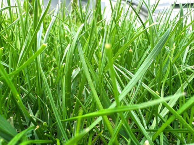 A close-up of Bahiagrass.